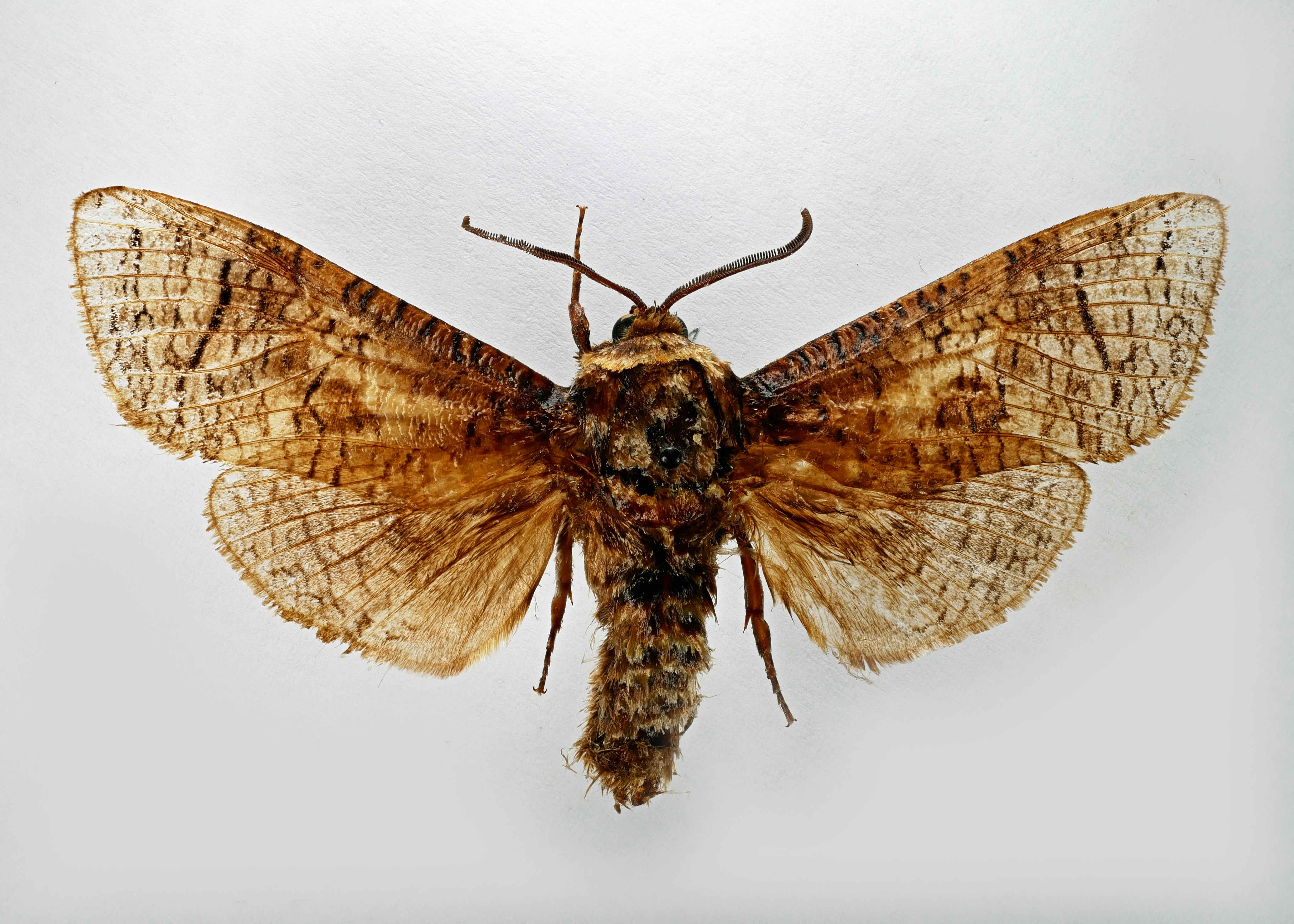 Cossus cossus Wilgenhoutrups BM Ab Baas museumexemplaar collectie DVS 1300298.jpg